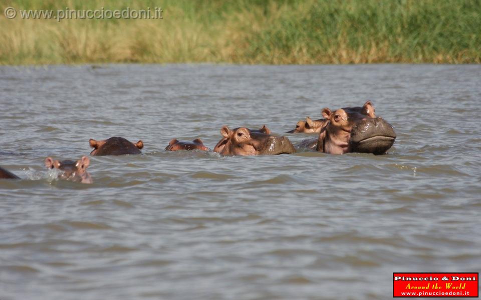 Ethiopia - Lago Chamo - Ippopotami - Hippos - 06.jpg